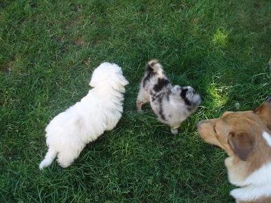 coton-seltia-kolia.jpg