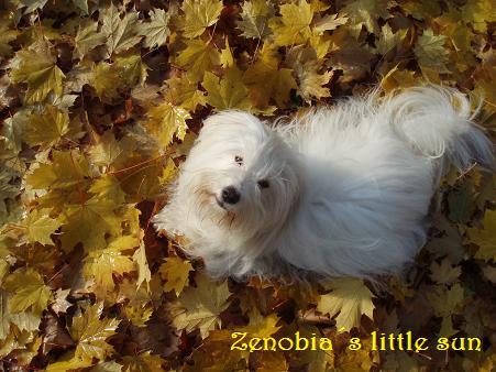 jesenná.jpg
