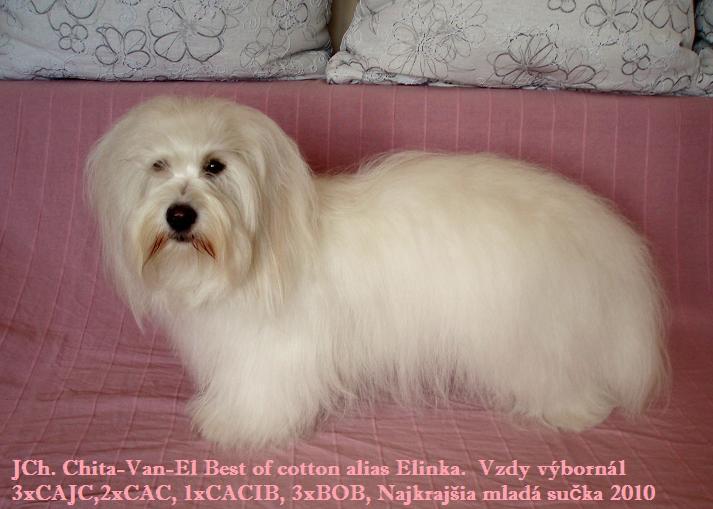 Vykúpaná a vyčesaná.jpg
